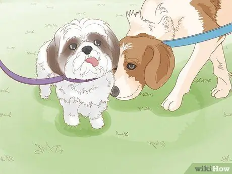 Жить в семье с несколькими собаками Шаг 3