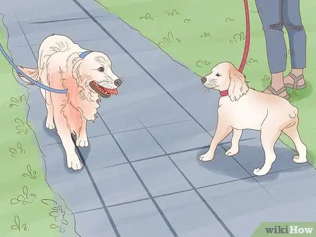 Жить в семье с несколькими собаками Шаг 4