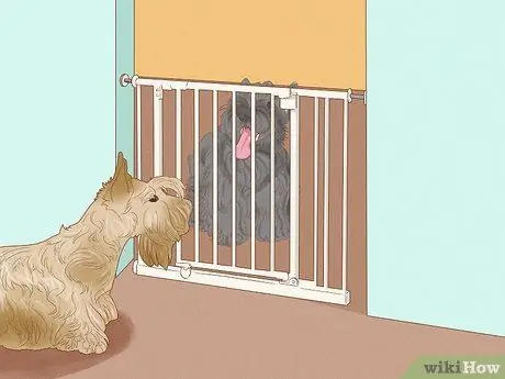 Жить в семье с несколькими собаками Шаг 5