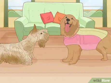 Жить в семье с несколькими собаками Шаг 6