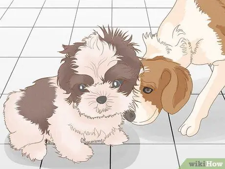 Жить в семье с несколькими собаками Шаг 8