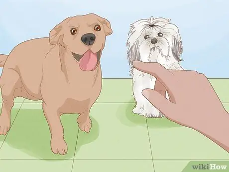 Жить в семье с несколькими собаками Шаг 9