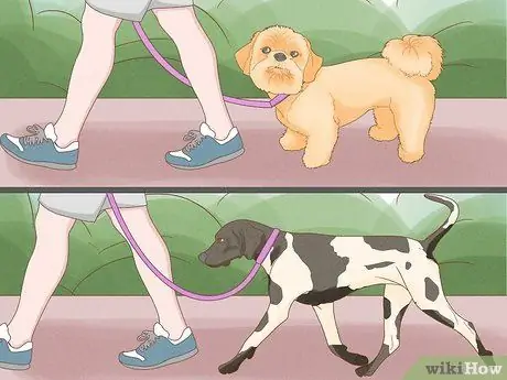 Жить в семье с несколькими собаками Шаг 10