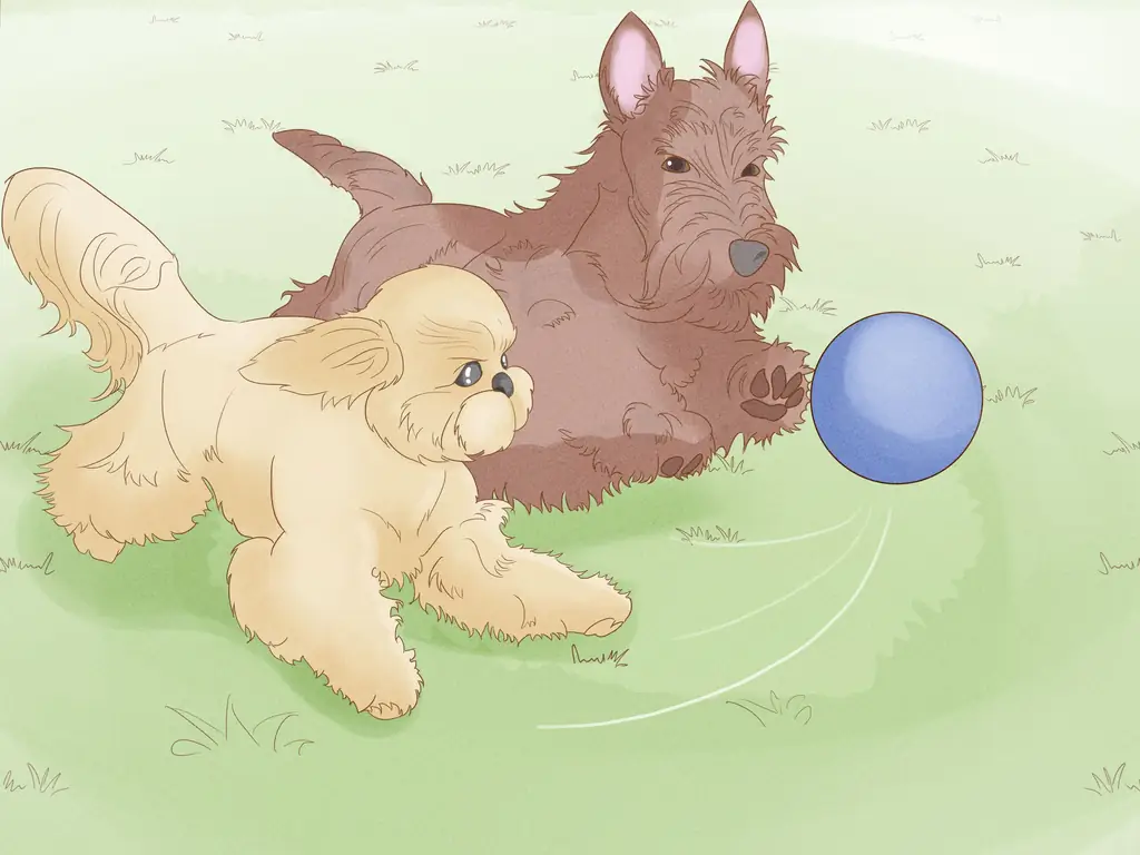 Как жить в семье с несколькими собаками: 15 шагов (с иллюстрациями)