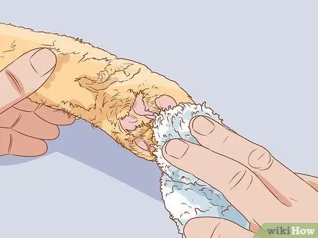 Следите за тем, чтобы помет не скапливался в лапах вашей кошечки Шаг 7