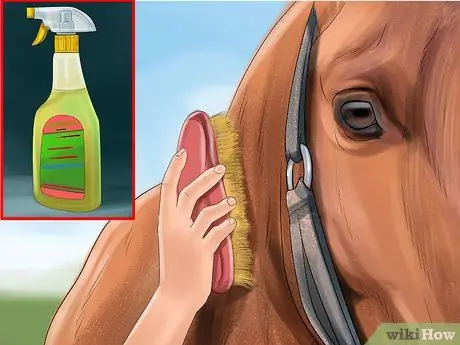 Придайте блеску своей лошадиной шубе Шаг 2