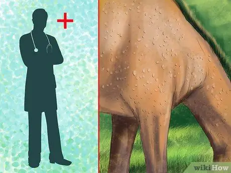 Придайте блеску своей лошадиной шубе Шаг 10