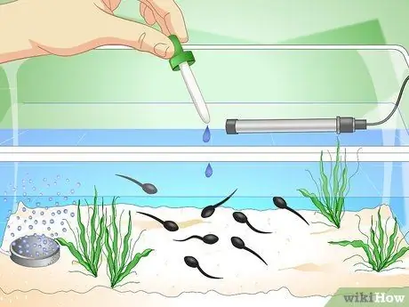 Уход за головастиками обыкновенной лягушки Шаг 10