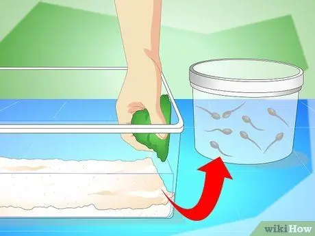 Уход за головастиками обыкновенной лягушки Шаг 11