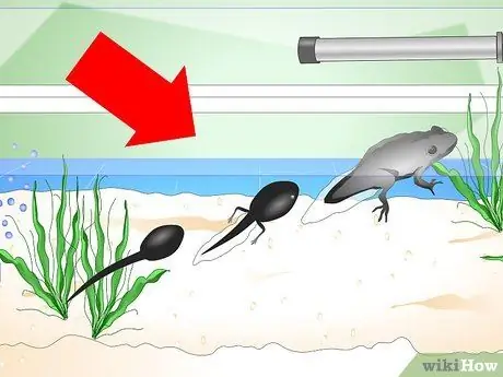 Уход за головастиками обыкновенной лягушки Шаг 13