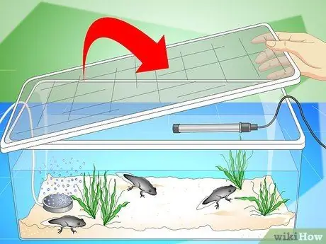Уход за головастиками обыкновенной лягушки Шаг 14