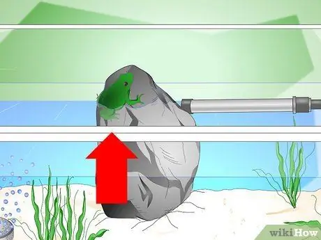 Уход за головастиками обыкновенной лягушки Шаг 15