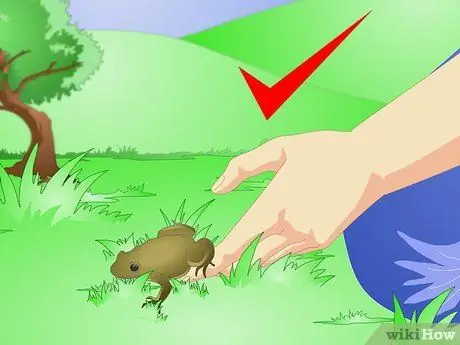 Уход за головастиками обыкновенной лягушки Шаг 17