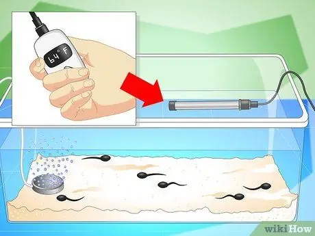 Уход за головастиками обыкновенной лягушки Шаг 5