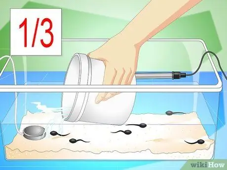 Уход за головастиками обыкновенной лягушки Шаг 6