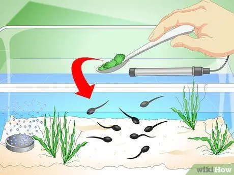 Уход за головастиками обыкновенной лягушки Шаг 9