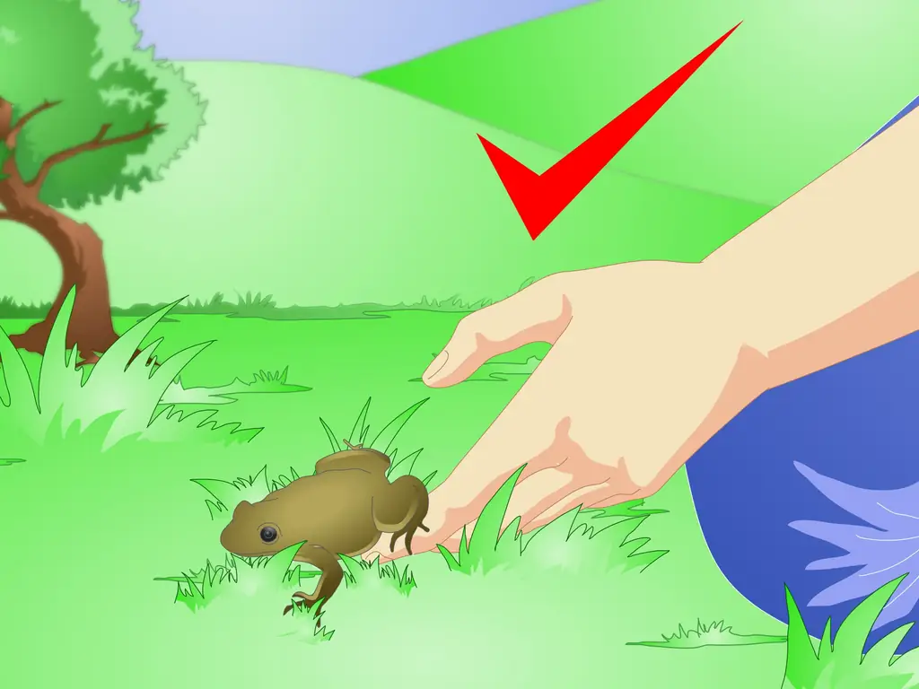 3 способа ухода за головастиками обыкновенной лягушки