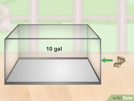 Уход за лягушками с ядовитыми дротиками, шаг 1