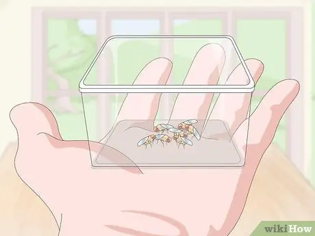 Уход за лягушками с ядовитыми дротиками Шаг 10