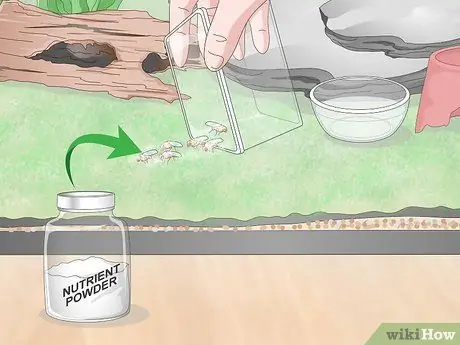 Уход за лягушками-ядовитыми дротиками Шаг 11