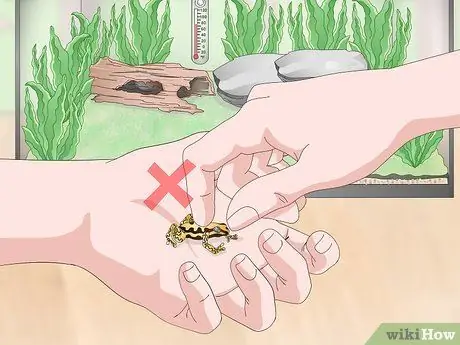 Уход за лягушками с ядовитыми дротиками Шаг 13