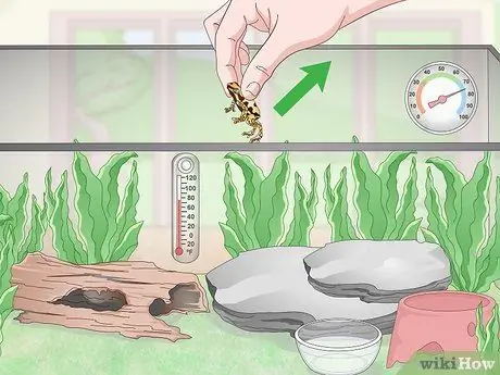 Уход за лягушками с ядовитыми дротиками Шаг 14