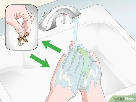 Уход за лягушками с ядовитыми дротиками Шаг 15