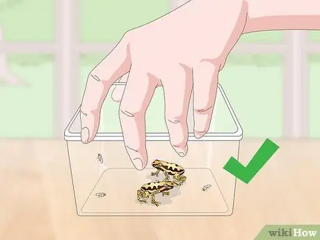 Уход за лягушками-ядовитыми дротиками Шаг 16