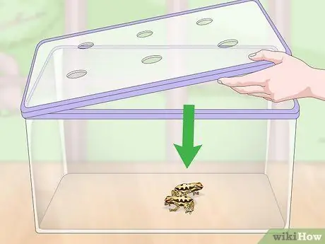 Уход за лягушками-ядовитыми дротиками Шаг 17