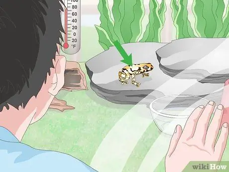 Уход за лягушками-ядовитыми дротиками Шаг 18