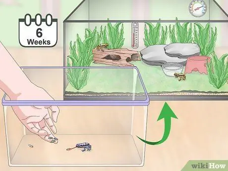 Уход за лягушками-ядовитыми дротиками Шаг 19