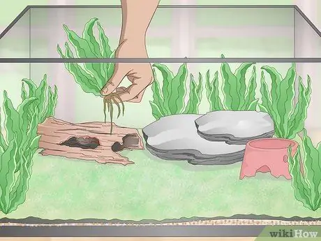 Уход за лягушками с ядовитыми дротиками, шаг 3