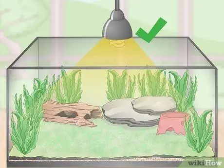 Уход за лягушками-ядовитыми дротиками Шаг 4