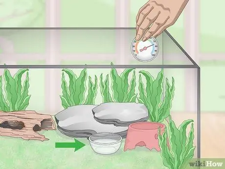 Уход за лягушками-ядовитыми дротиками Шаг 5