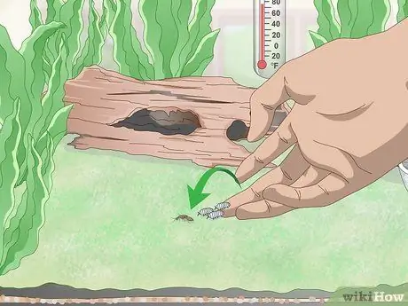 Уход за лягушками с ядовитыми дротиками Шаг 8