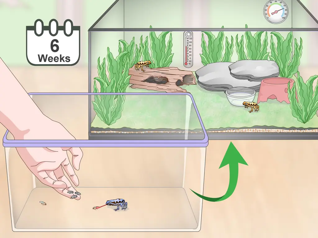 4 способа ухода за лягушками-ядовитыми дротиками