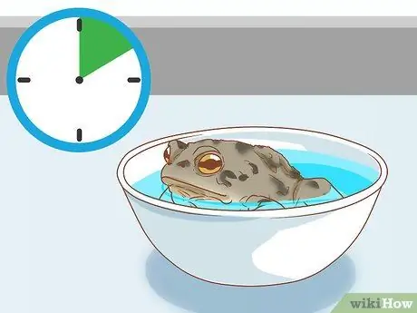 Искупайте лягушку, шаг 14