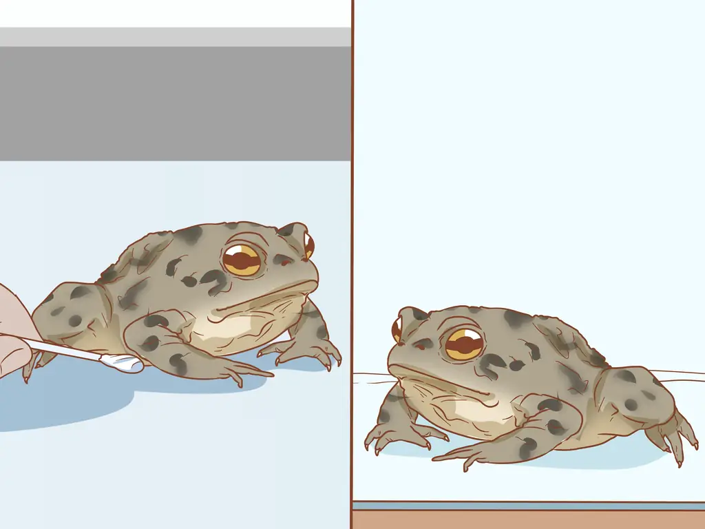 3 способа купать лягушку