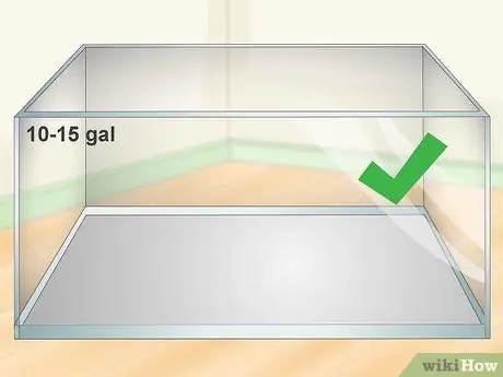 Уход за огнебрюхой жабой (Bombina Orientalis) Шаг 1