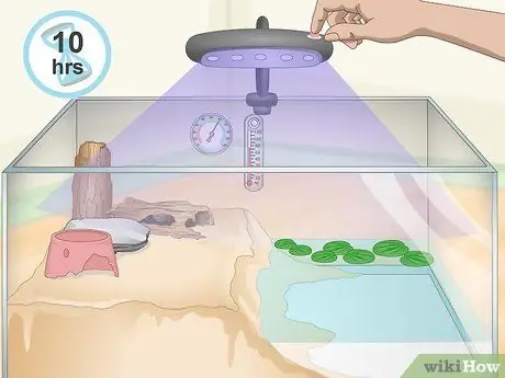 Уход за огненной пузатой жабой (Bombina Orientalis) Шаг 10