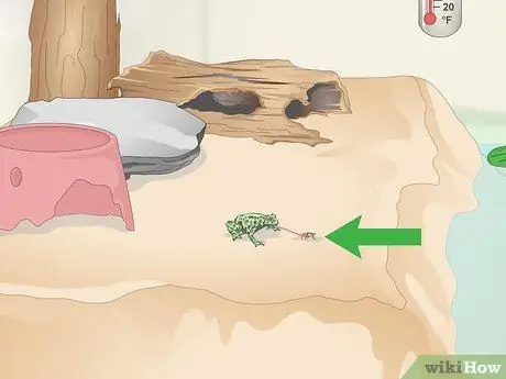 Уход за огненной пузатой жабой (Bombina Orientalis) Шаг 11