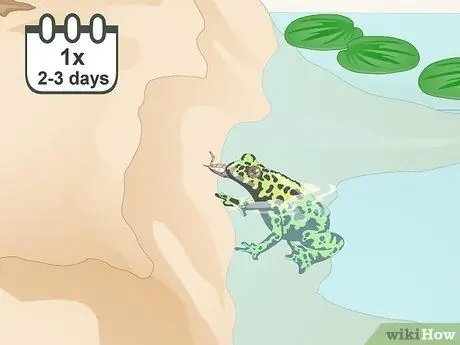 Уход за огнебрюхой жабой (Bombina Orientalis) Шаг 12
