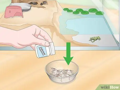 Уход за огнебрюхой жабой (Bombina Orientalis) Шаг 13