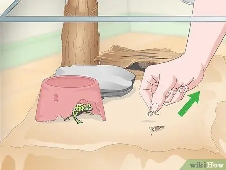 Уход за огнебрюхой жабой (Bombina Orientalis) Шаг 14
