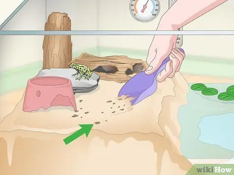 Уход за огненной пузатой жабой (Bombina Orientalis) Шаг 15