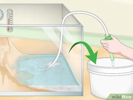 Уход за огнебрюхой жабой (Bombina Orientalis) Шаг 16