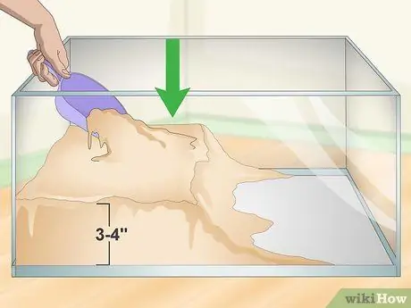 Уход за огненной пузатой жабой (Bombina Orientalis) Шаг 3