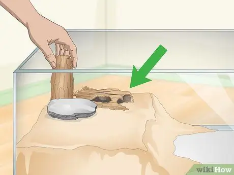 Уход за огнебрюхой жабой (Bombina Orientalis) Шаг 4