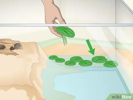 Уход за огнебрюхой жабой (Bombina Orientalis) Шаг 6