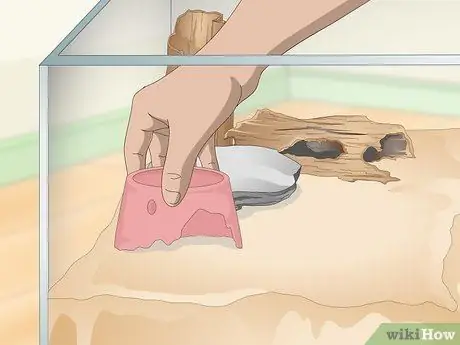 Уход за огнебрюхой жабой (Bombina Orientalis) Шаг 7